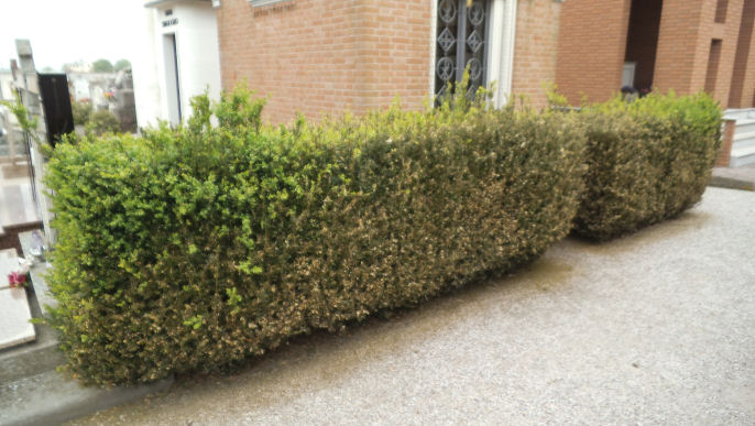 Danni di Cydalima perspectalis su Buxus sempervirens